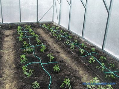 Rastlinjaki za kapljično namakanje to storite sami